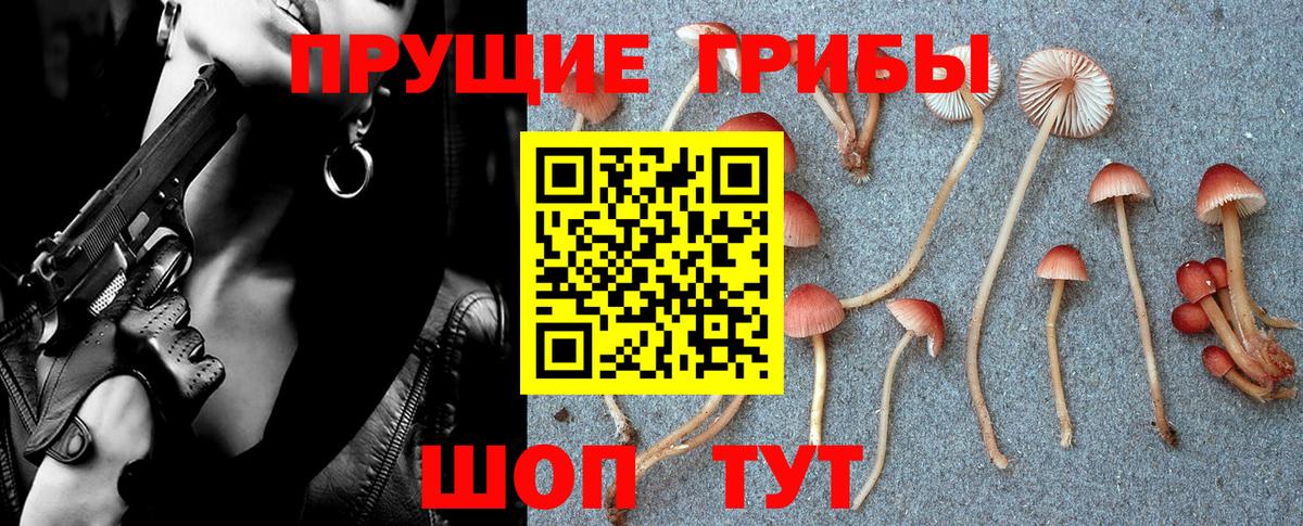 где купить наркоту  Псилоцибиновые грибы MAGIC MUSHROOMS  Канаш  Псилоцибиновые грибы Magic Shrooms 